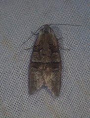 Decodes macdunnoughi