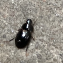 Coleoptera