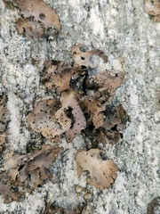 Umbilicaria spodochroa