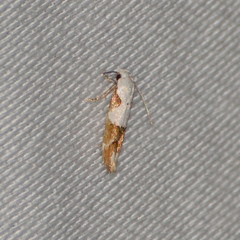 Mompha circumscriptella