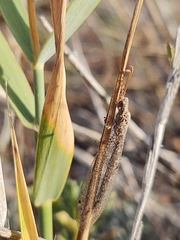 Neuroleon ochreatus