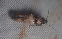 Walshia miscecolorella