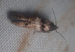 Walshia miscecolorella