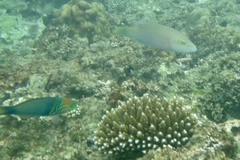Thalassoma hebraicum