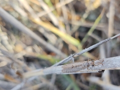 Neuroleon ochreatus