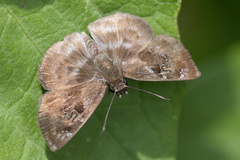 Quadrus u-lucida