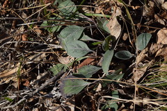 Centaurea rhaetica