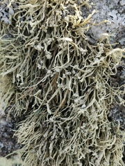 Ramalina siliquosa