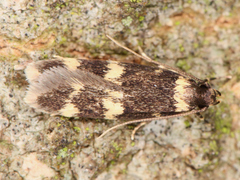 Lepidoptera
