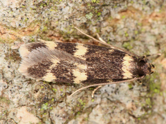 Lepidoptera