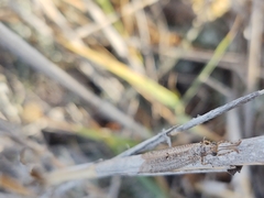 Neuroleon ochreatus