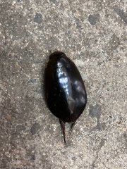 Megadytes
