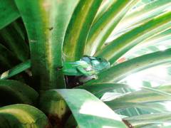 Bradypodion damaranum