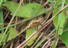 Orthetrum machadoi