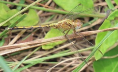 Orthetrum machadoi