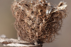 Centaurea rhaetica