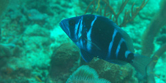 Hypoplectrus indigo