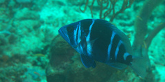Hypoplectrus indigo