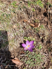 Crocus neapolitanus