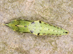 Lepidoptera