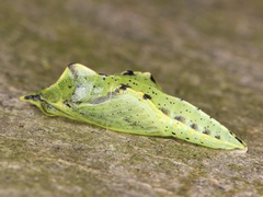 Lepidoptera