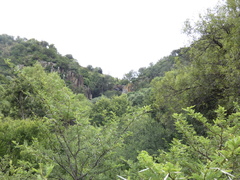 Searsia pyroides pyroides