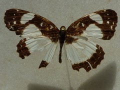 Janatella leucodesma
