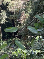Smilax domingensis