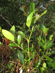 Tricalysia