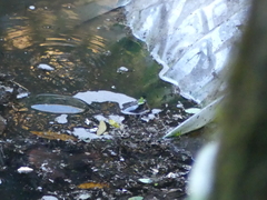 Kinosternon leucostomum