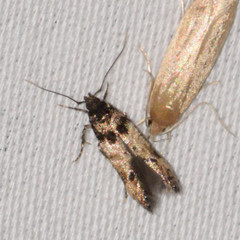 Walshia miscecolorella