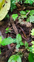 Bothrops jararacussu