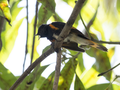 Setophaga ruticilla