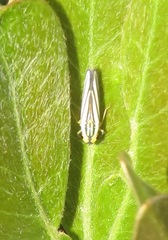Poecilocarda cosmopolita