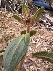 Miconia mahechae