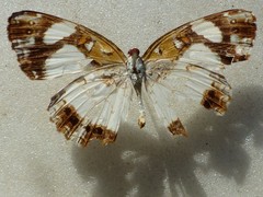 Janatella leucodesma