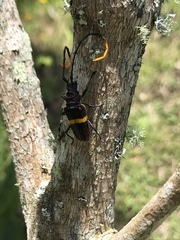 Trachyderes politus