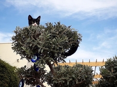 Felis catus
