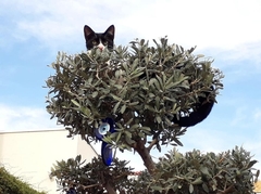 Felis catus