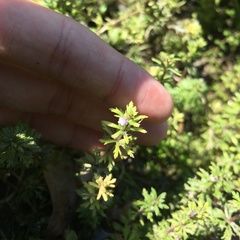 Limnophila trichophylla