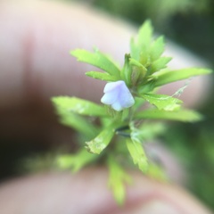 Limnophila trichophylla