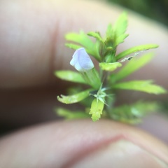 Limnophila trichophylla