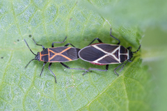 Craspeduchus xanthostaurus