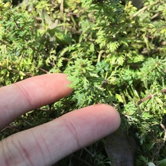 Limnophila trichophylla