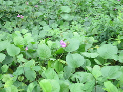 Ipomoea pes-caprae