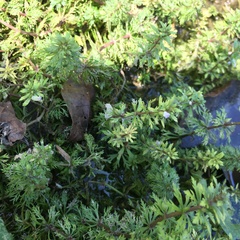 Limnophila trichophylla