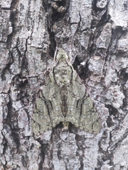 Cocytius mephisto