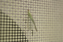 Chrysoperla