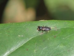 Periscelididae