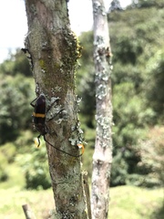 Trachyderes politus